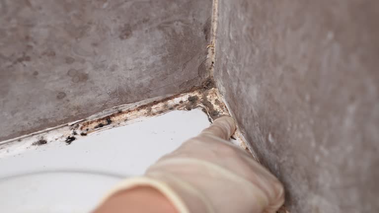 Best Commercial Mold Inspection  in Rancho Cordova, CA